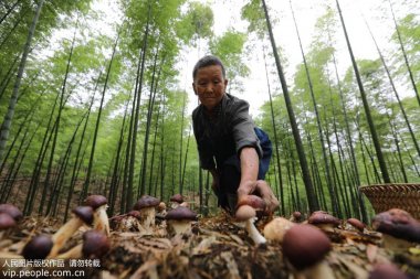 貴州省赤水市復興鎮仁超微粉碎機友村村民在竹林中采摘食用菌